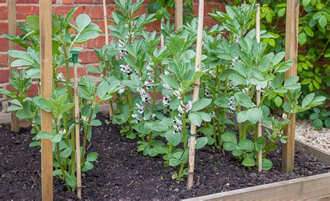 How To Stake Plants .